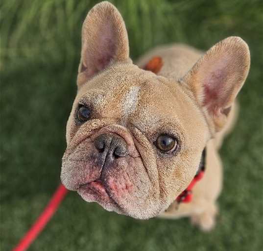Photo of Tyson