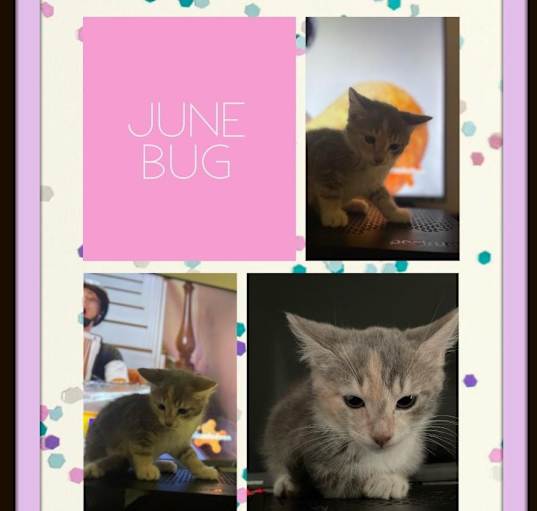 Photo of June Bug Pending