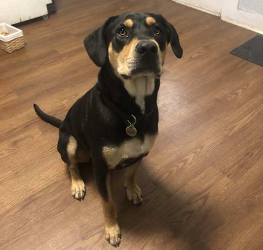 Photo of Hank
