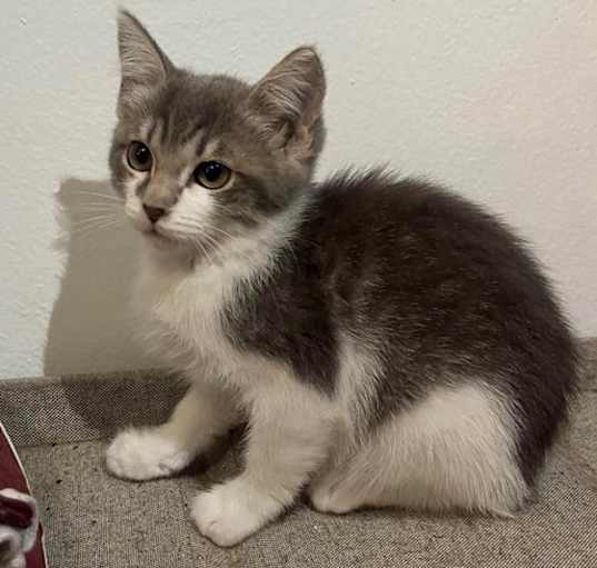 Photo of Sage