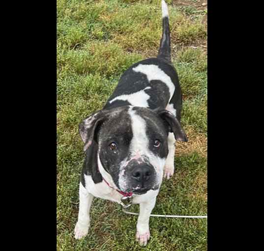 Photo of Shelby