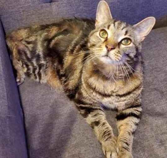 Photo of Marble Tiger