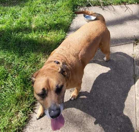 Photo of Dixie