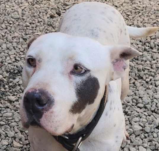 Photo of Blanca