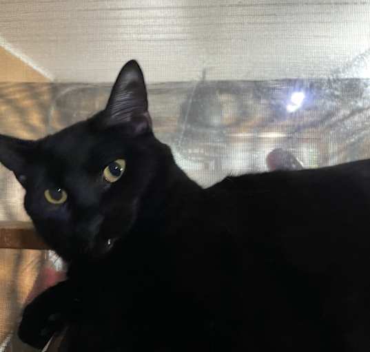 Photo of Piper