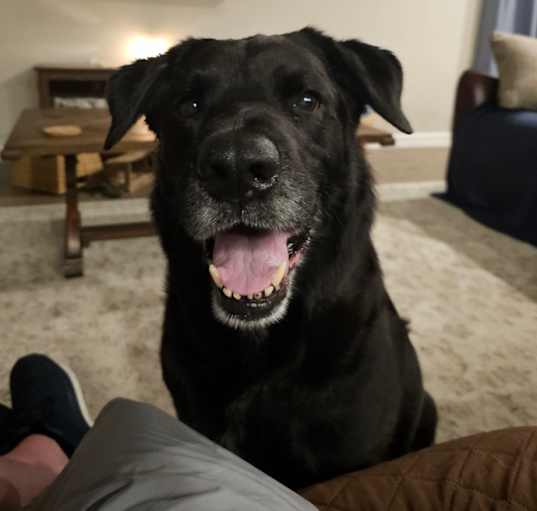 Photo of Hank