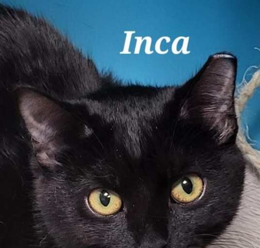 Photo of Inca