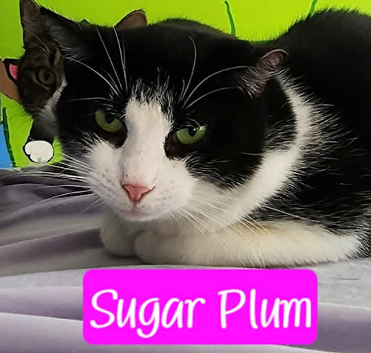 Photo of Sugar Plum