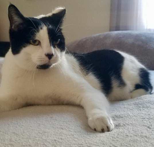 Photo of Oreo