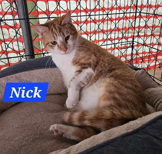 Photo of Nick Fury - NC