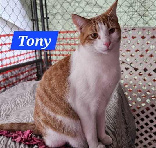 Photo of Tony Stark - NC