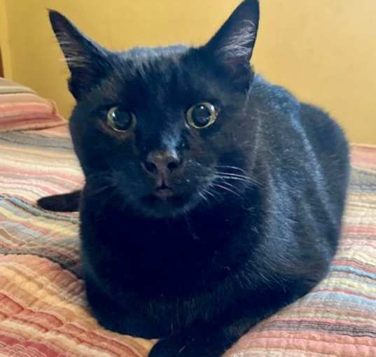 Photo of Bagheera