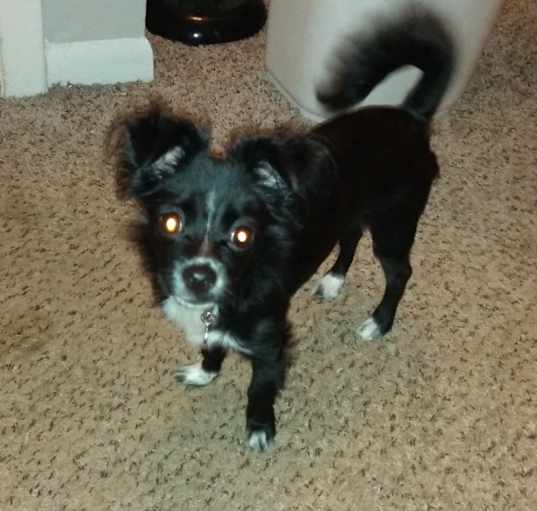 Photo of Anise