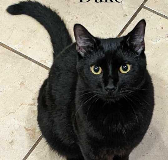 Photo of Duke