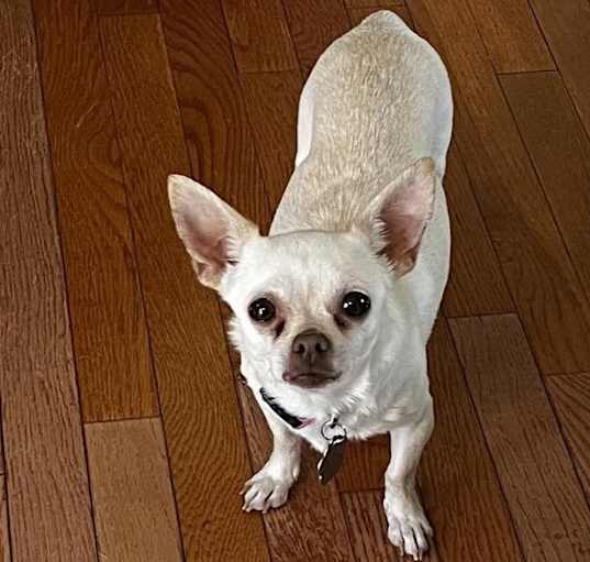 Photo of Pickles