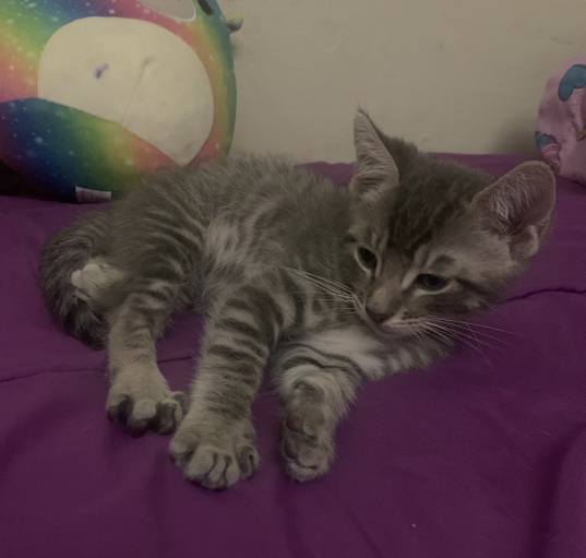Photo of Simba