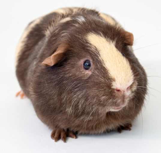 Photo of Teddy
