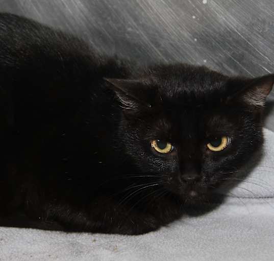 Photo of Morticia (Spayed) Pics 6/6/23