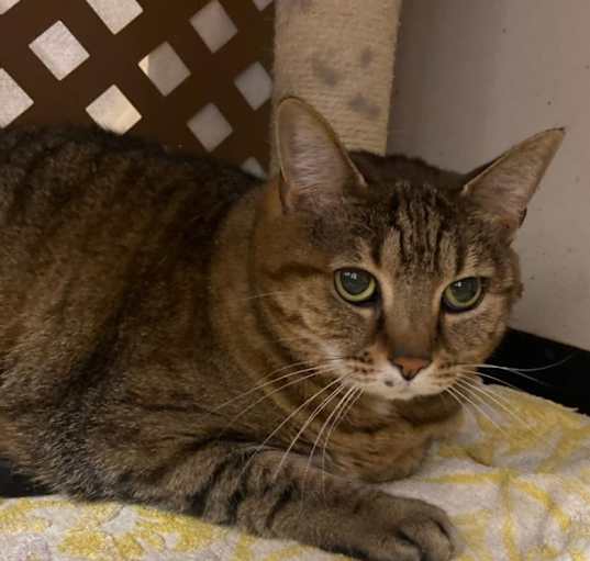 Photo of Tabby