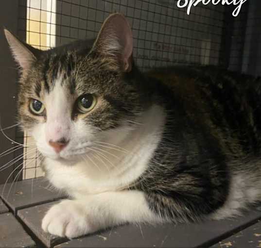 Photo of Spooky