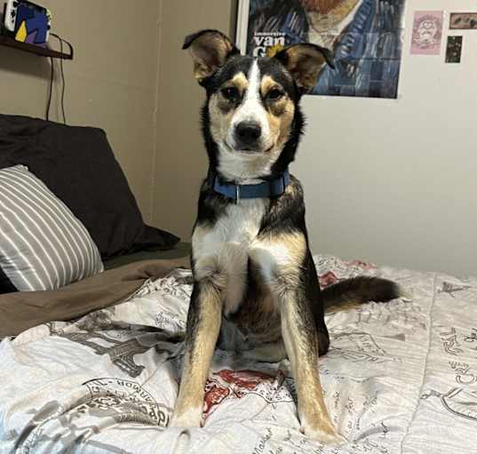 Photo of Nala