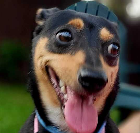Photo of LuLu