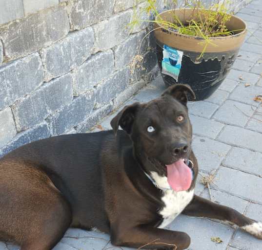 Photo of Belle