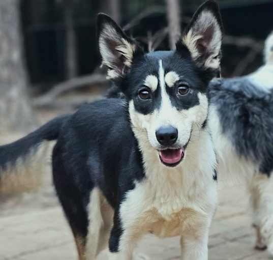 Photo of Pickle