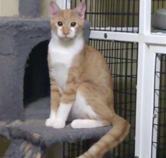 Photo of Fire Star
