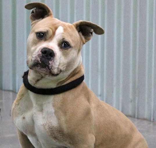Photo of Hercules