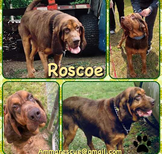 Photo of Roscoe