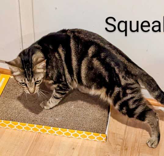Photo of Squeak