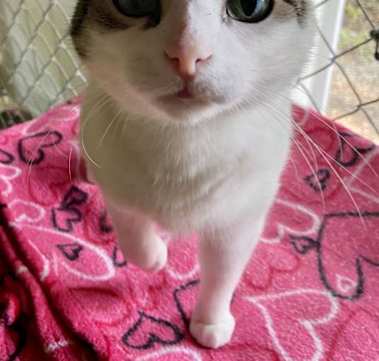 Photo of Angel