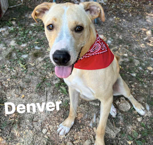 Photo of Denver