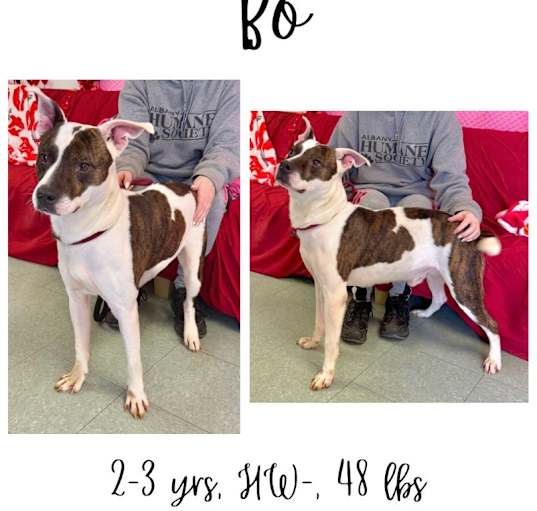 Photo of Bo