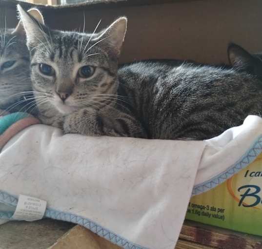 Photo of Stella