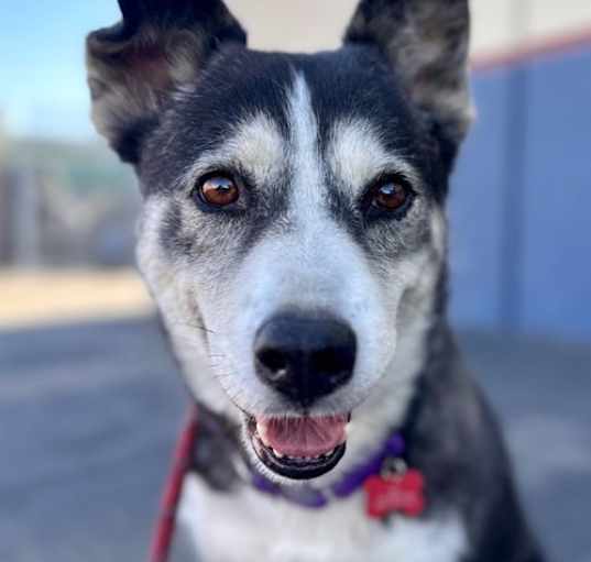 Photo of Tamara - Adopt Me!