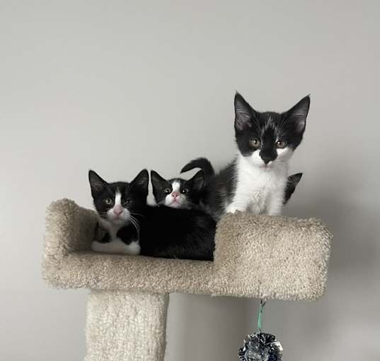 Photo of Petco on Quincy Adoption Event 6/17