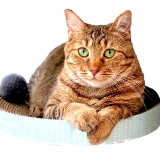 Photo of Sapphire