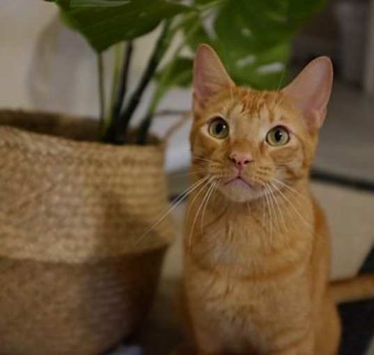 Photo of Sora