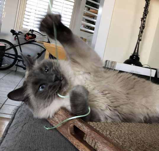 Photo of Smokey
