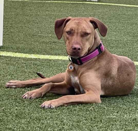 Photo of Penny 2
