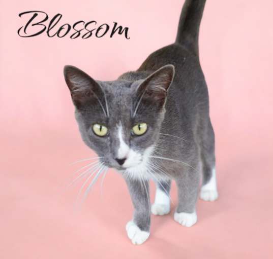 Photo of Blossom