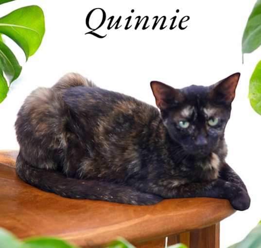 Photo of Quinnie