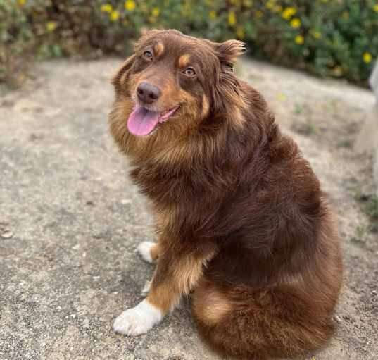 Photo of Doodle
