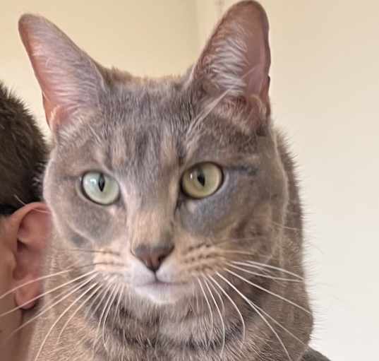 Photo of Lilly 6863