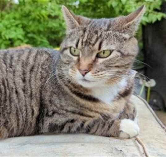Photo of GIGI 2  (COURTESY POST)