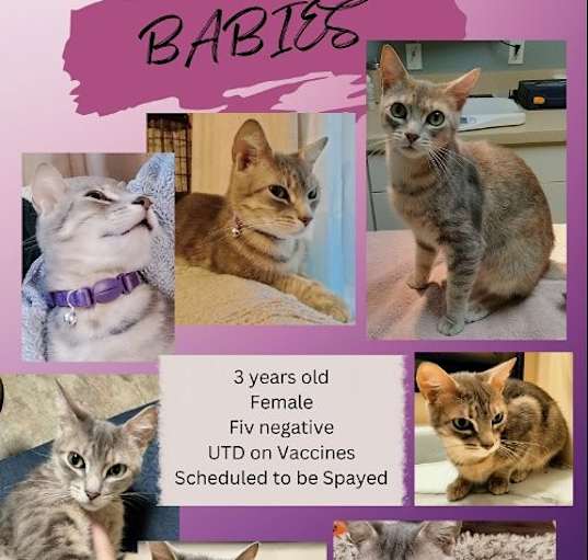 Photo of Babies