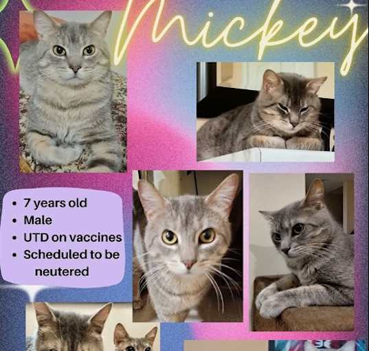 Photo of Mickey