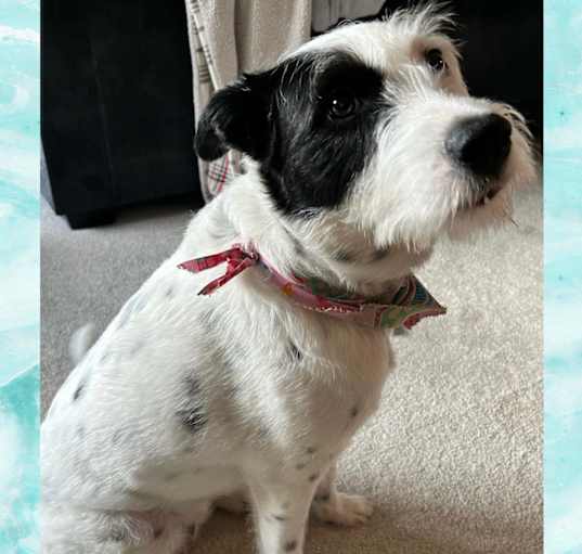 Photo of Lola